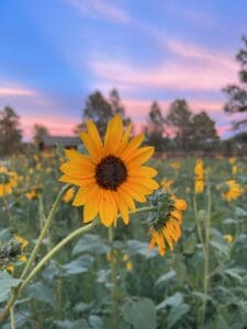 A sunflower in a sunflower field, cropped