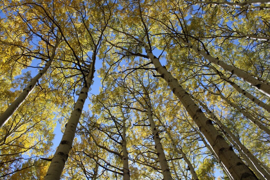 Flagstaff's Fall Colors on Aspen Trees View Looking Up Towards Ski