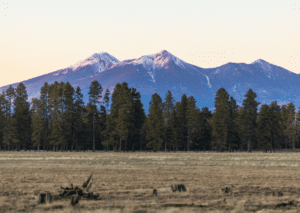 A field with trees and mountains in the background