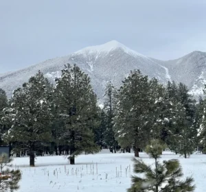 A group of trees in the snow with a mountain behind them.