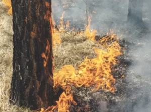 Tree trunk with flames and smoke near it.