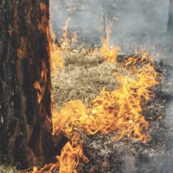 Tree trunk with flames and smoke near it.